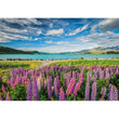 Laden Sie das Bild in den Galerie-Viewer, Lupins At Lake Tekapo - 1500 teile
