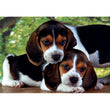 Laden Sie das Bild in den Galerie-Viewer, Close Together - 500 teile
