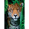 Laden Sie das Bild in den Galerie-Viewer, Jaguar In The Jungle - 500 teile
