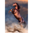 Laden Sie das Bild in den Galerie-Viewer, Wild Red Stallion - 500 teile
