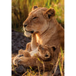 Laden Sie das Bild in den Galerie-Viewer, FELINE LOVE - 500 teile
