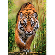 Laden Sie das Bild in den Galerie-Viewer, THE HUNTER'S PATH - 1000 teile
