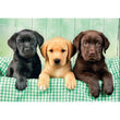 Laden Sie das Bild in den Galerie-Viewer, Three Labs - 1000 teile
