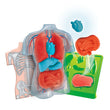 Laden Sie das Bild in den Galerie-Viewer, Squishy Anatomie
